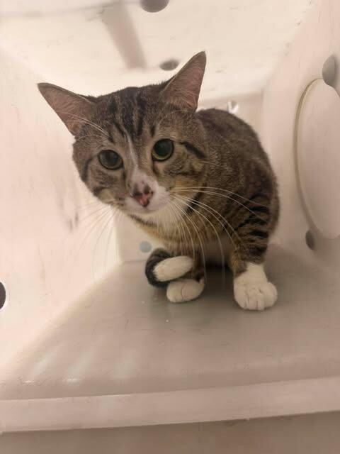 Picture of the Animal Listed