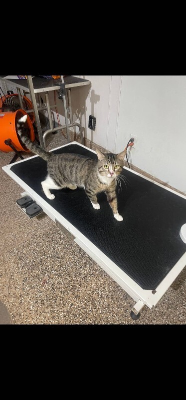 Picture of the Animal Listed