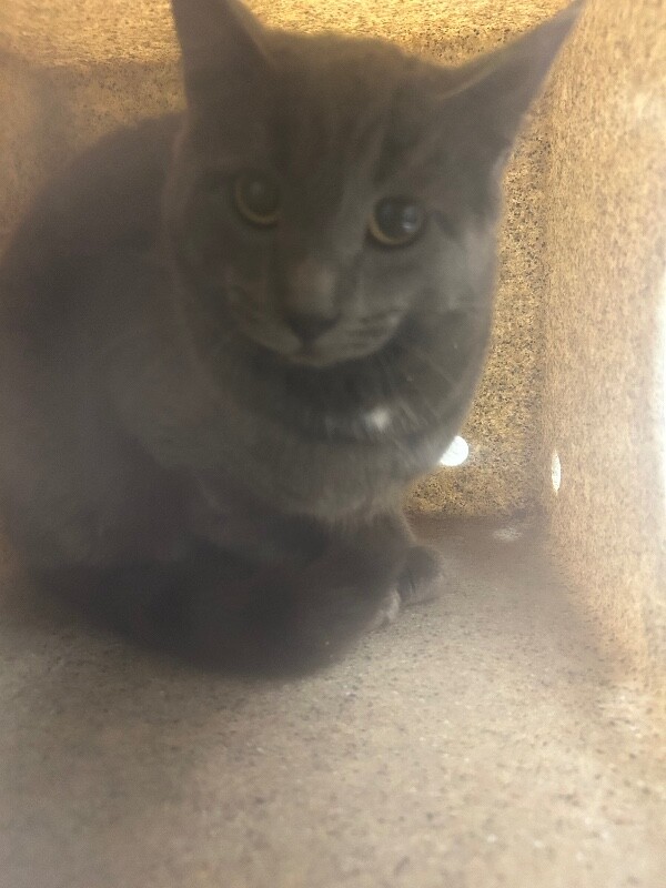 Picture of the Animal Listed