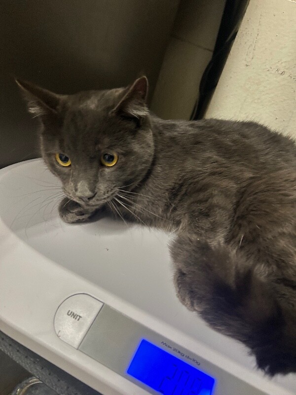 Picture of the Animal Listed