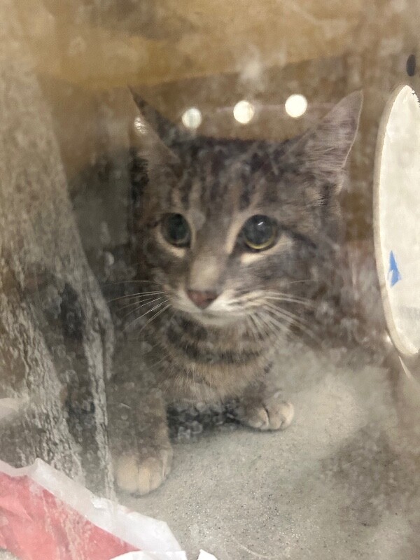 Picture of the Animal Listed