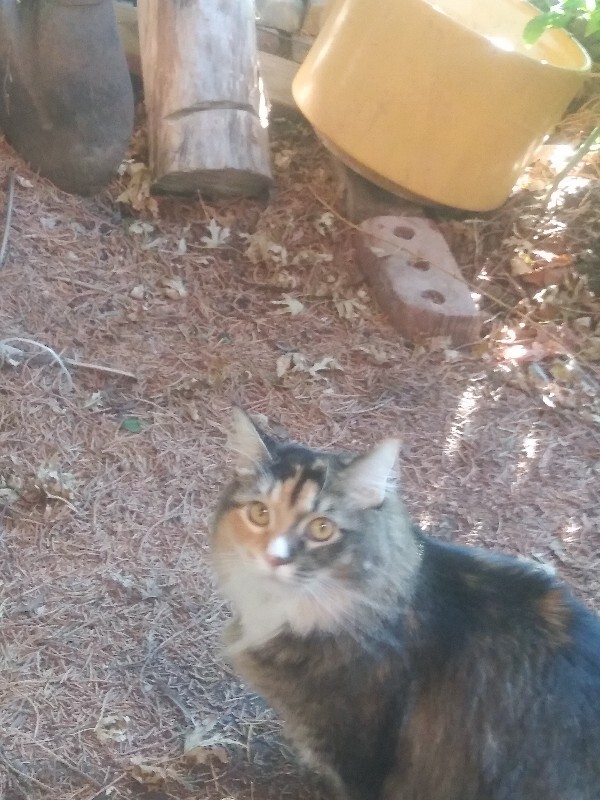 Picture of the Animal Listed