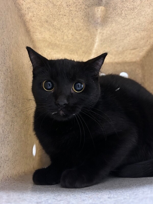 Picture of the Animal Listed