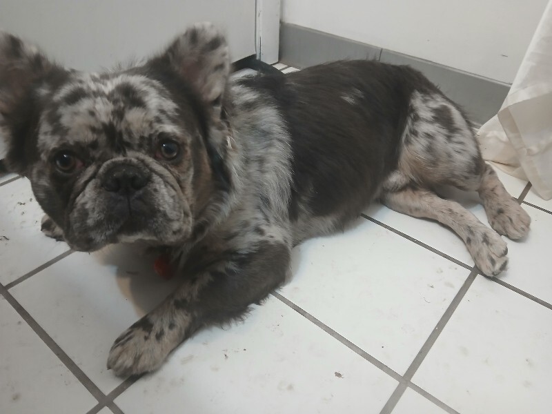 Picture of the Animal Listed