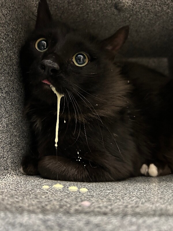 Picture of the Animal Listed