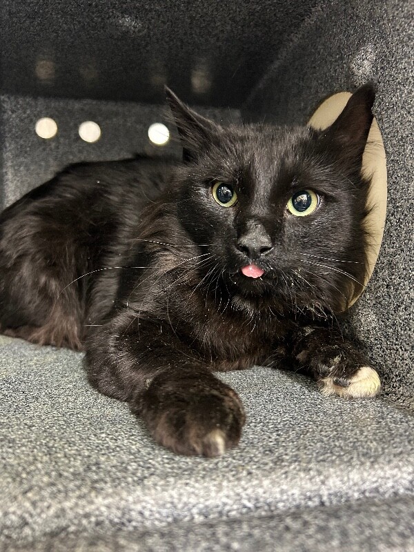 Picture of the Animal Listed