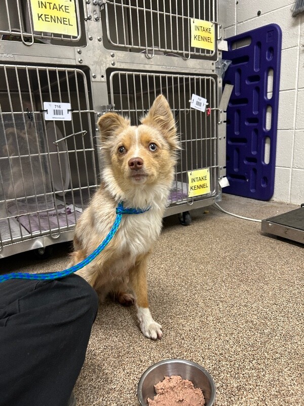 Picture of the Animal Listed