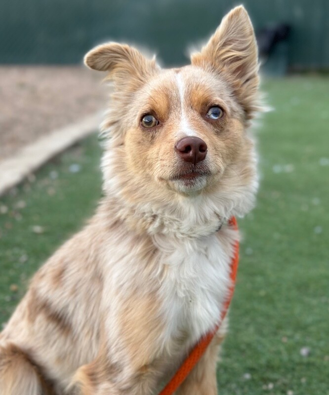 Picture of the Animal Listed