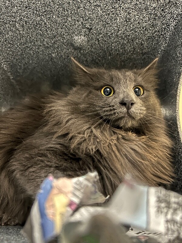 Picture of the Animal Listed