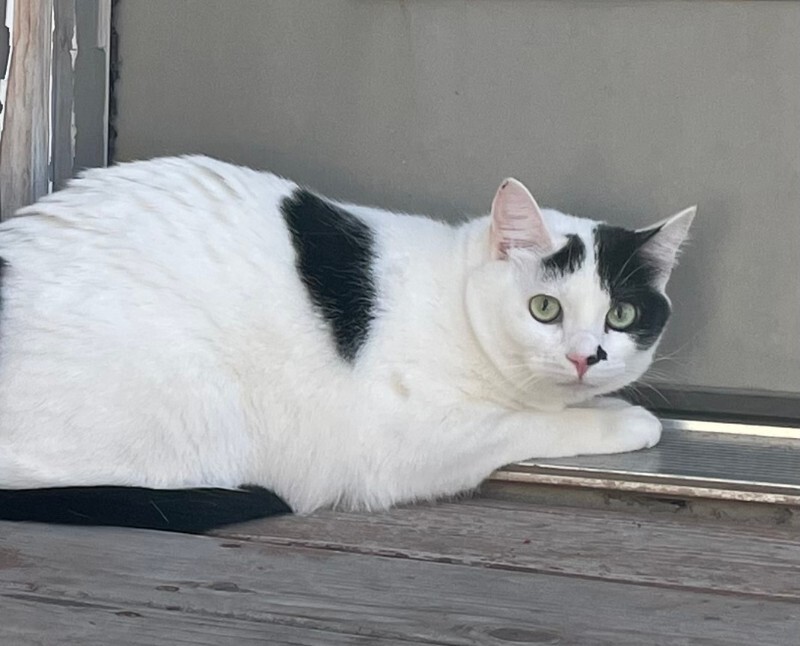 Picture of the Animal Listed