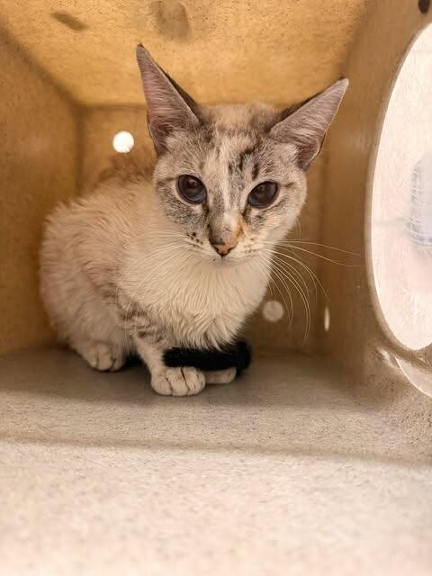 Picture of the Animal Listed