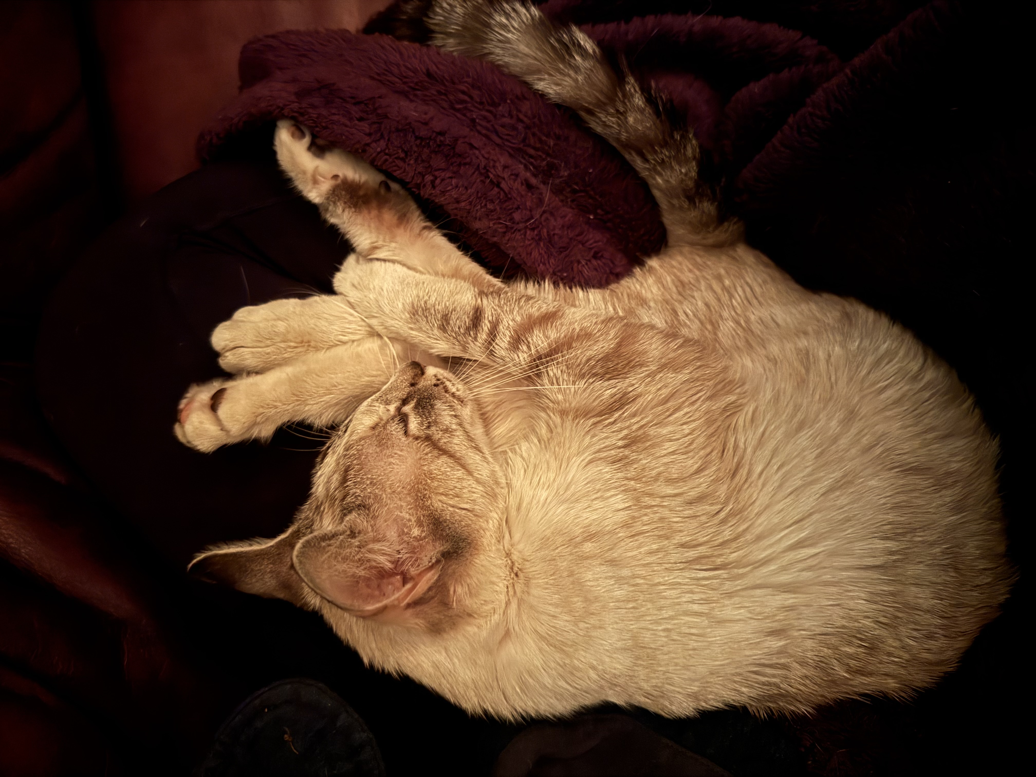 Picture of the Animal Listed