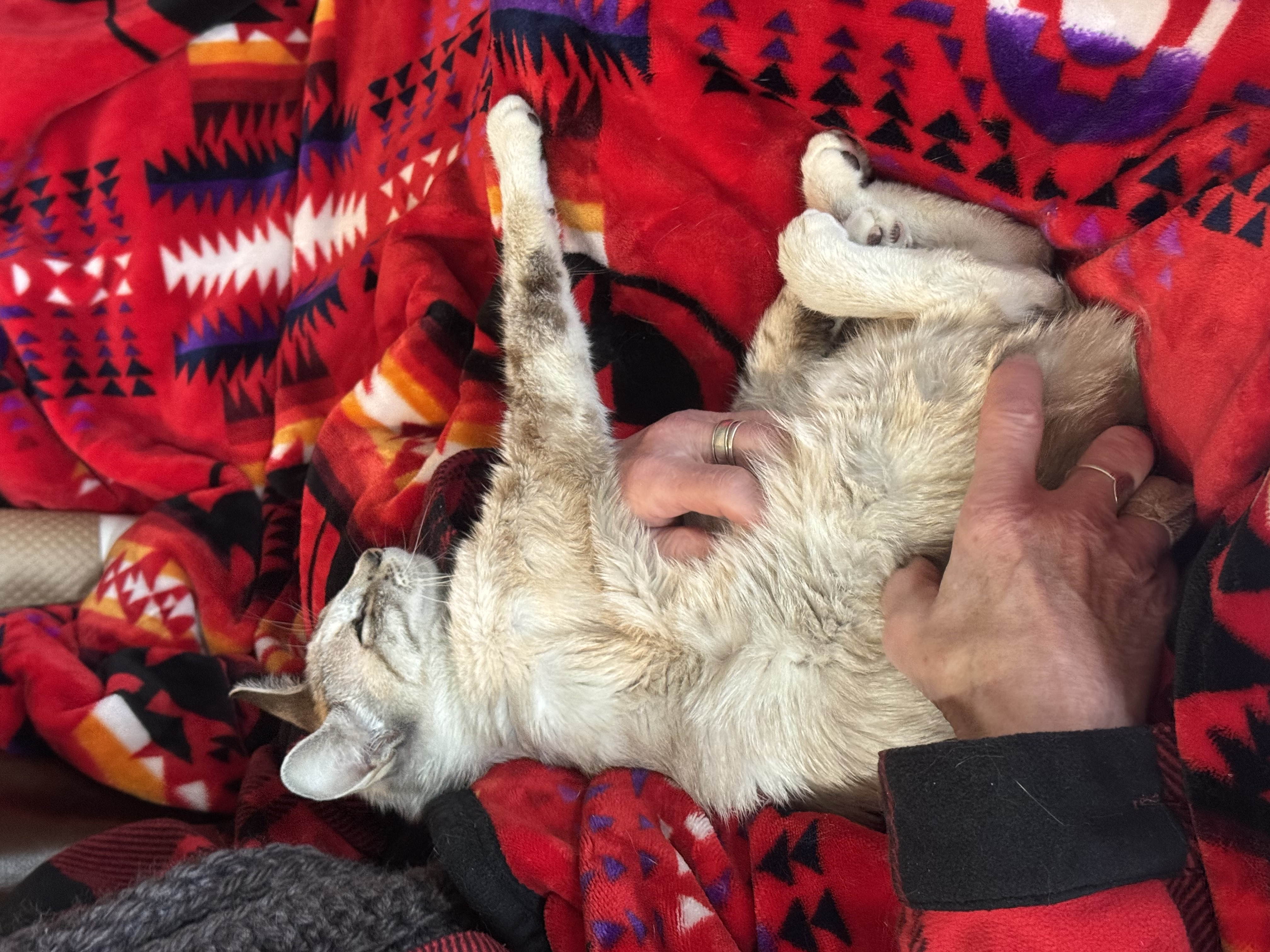 Picture of the Animal Listed