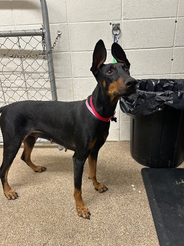 Picture of the Animal Listed