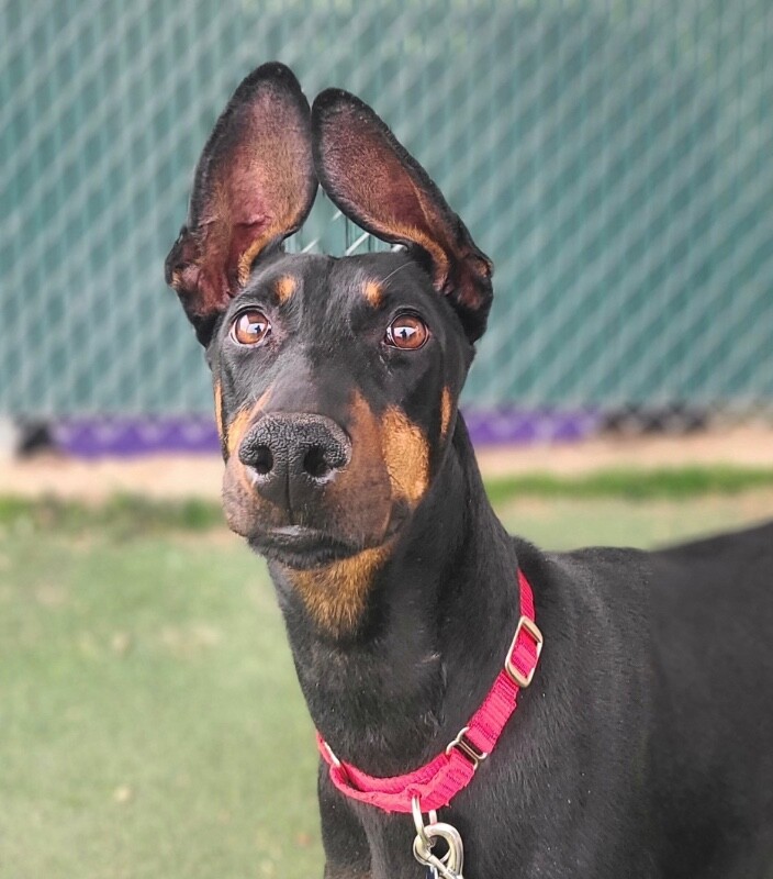 Picture of the Animal Listed