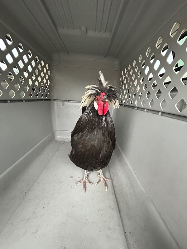 Picture of the Animal Listed