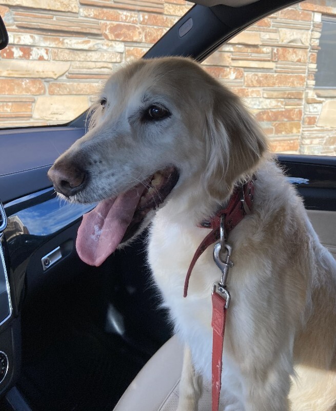 Picture of the Animal Listed