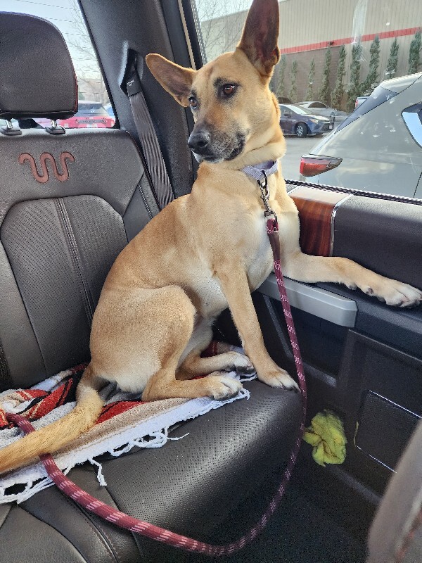 Picture of the Animal Listed