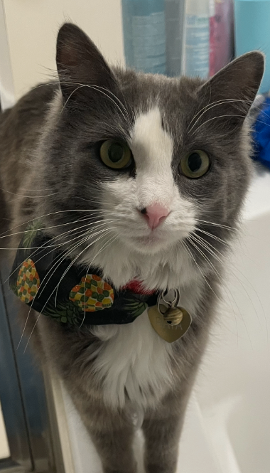 Picture of the Animal Listed