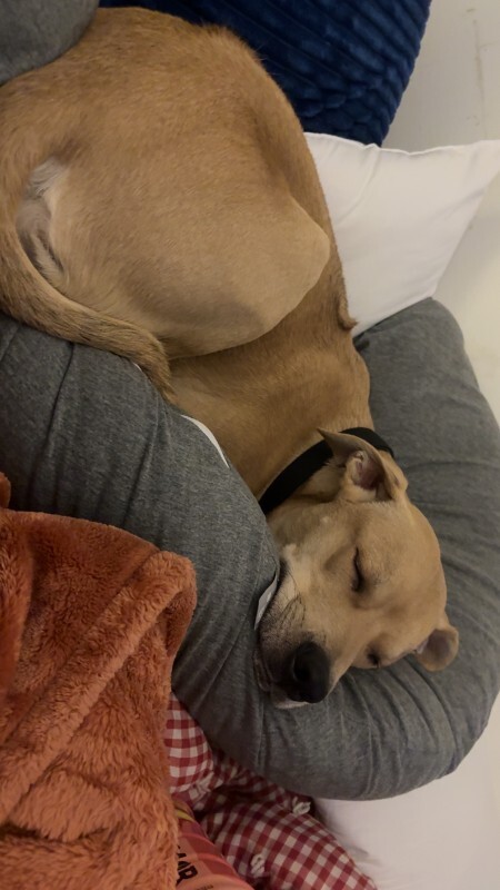 Picture of the Animal Listed