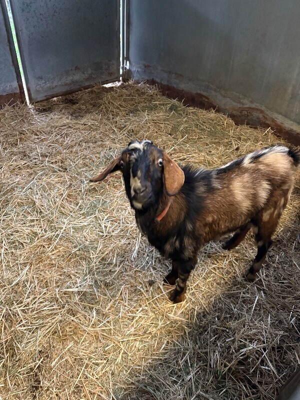 Picture of the Animal Listed