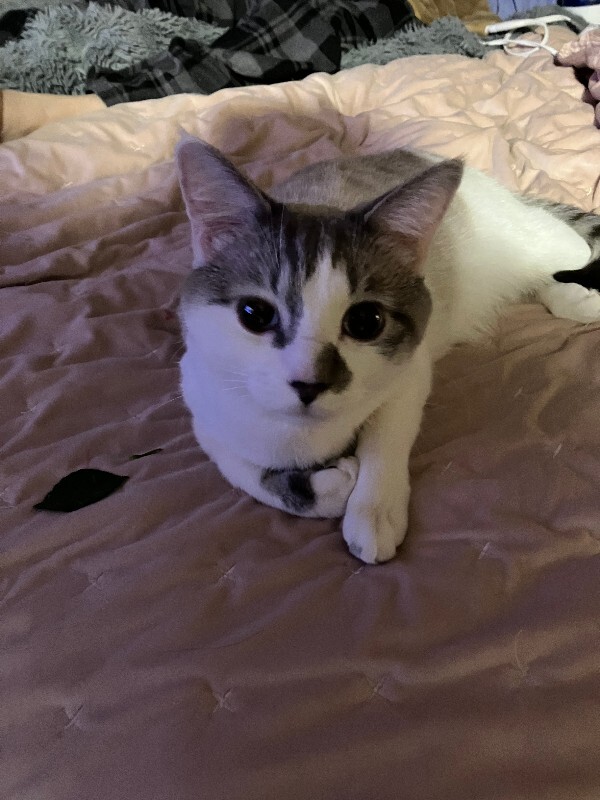 Picture of the Animal Listed