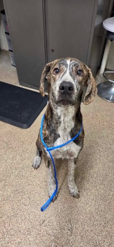 Picture of the Animal Listed