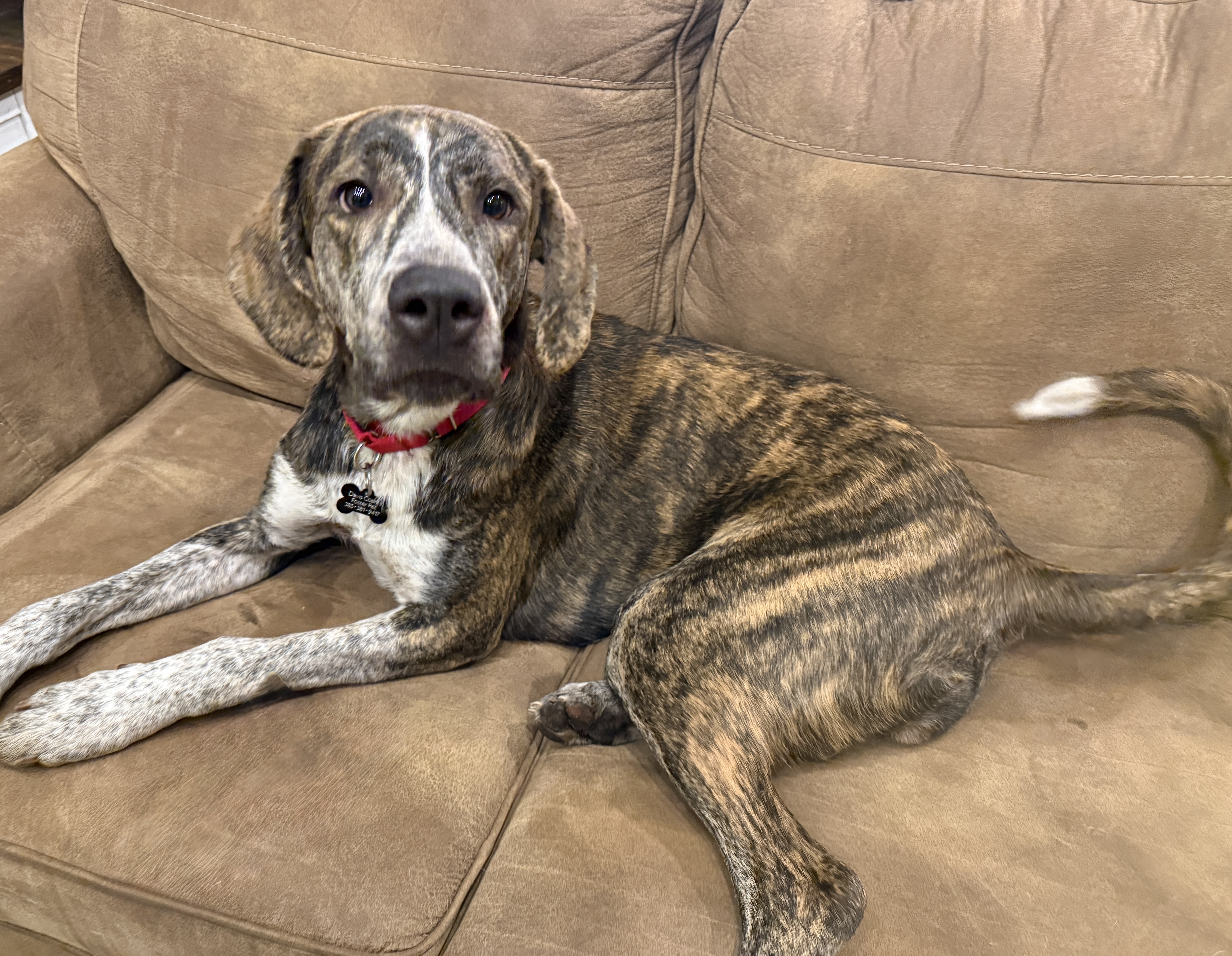 Picture of the Animal Listed