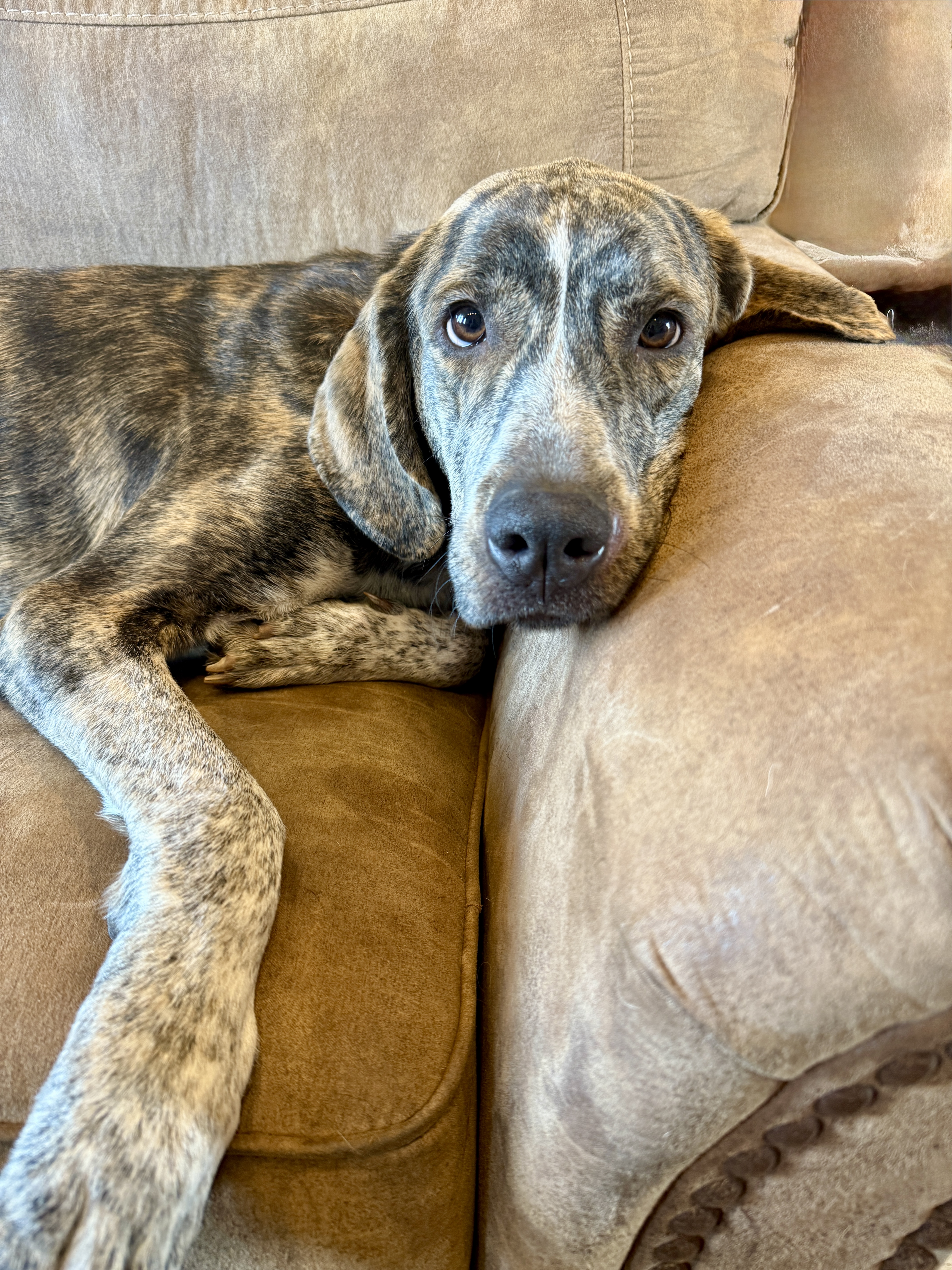 Picture of the Animal Listed