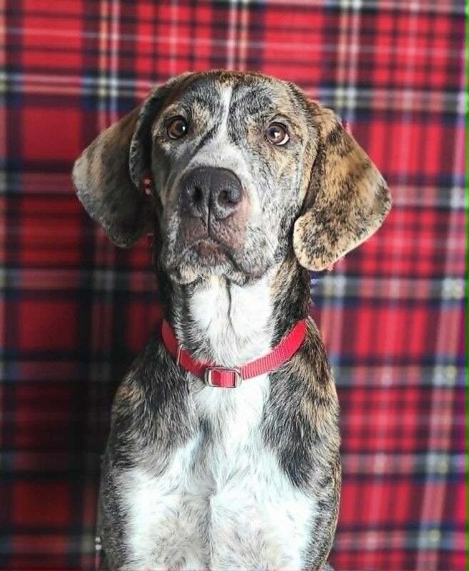 Picture of the Animal Listed