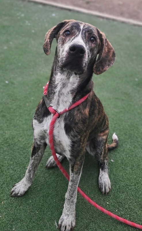 Picture of the Animal Listed