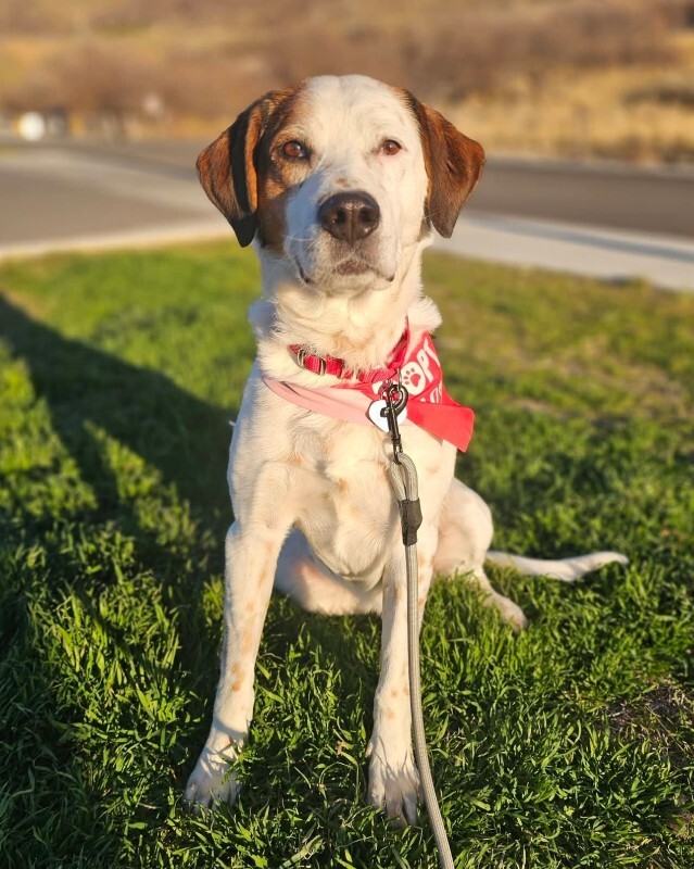 Picture of the Animal Listed