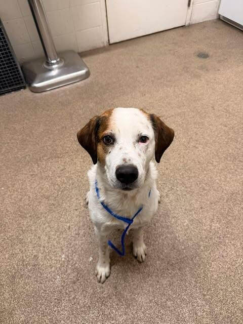 Picture of the Animal Listed