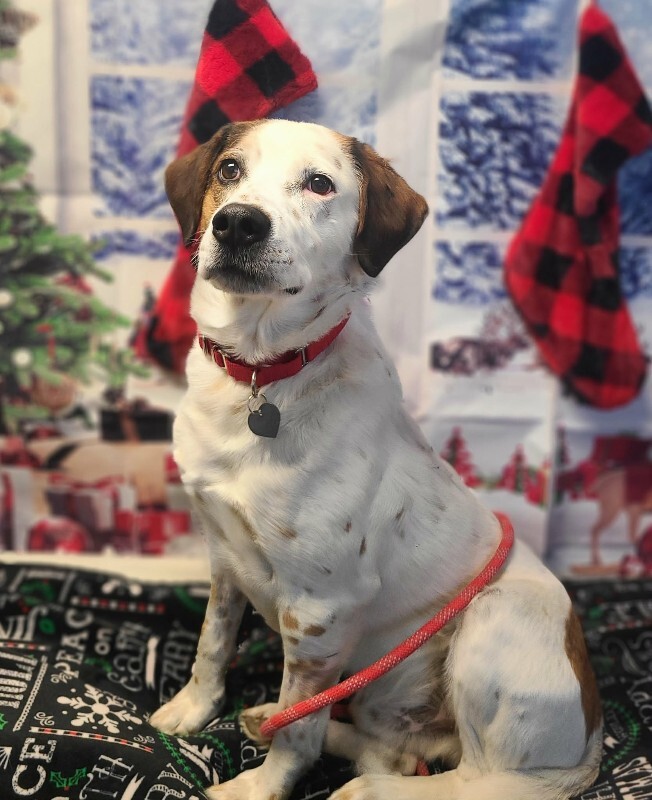 Picture of the Animal Listed