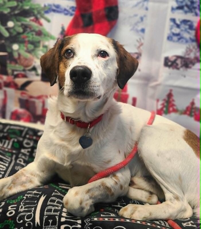 Picture of the Animal Listed