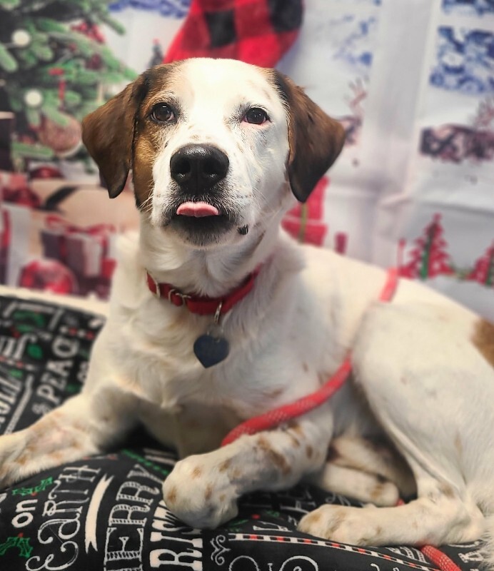 Picture of the Animal Listed