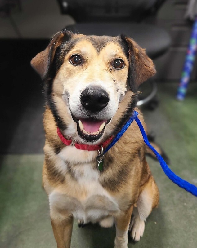 Picture of the Animal Listed