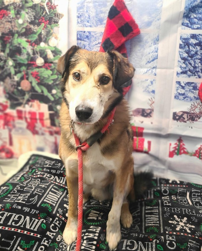 Picture of the Animal Listed