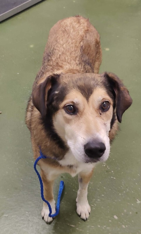 Picture of the Animal Listed