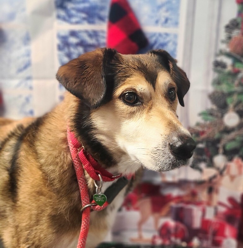 Picture of the Animal Listed