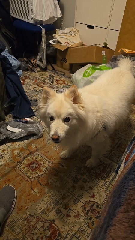 Picture of the Animal Listed