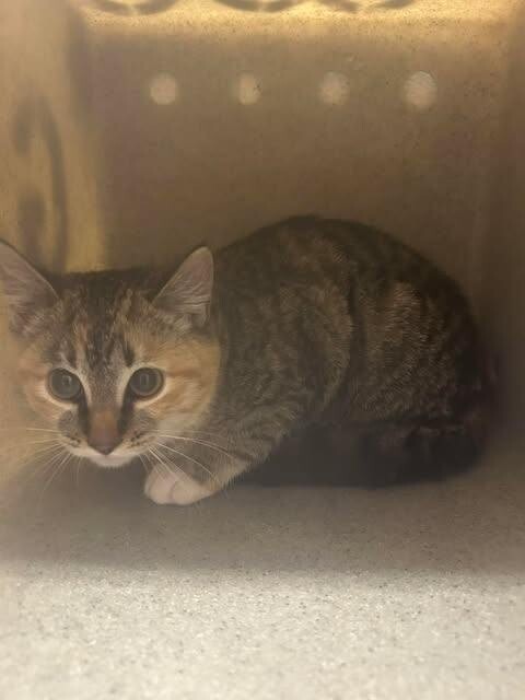 Picture of the Animal Listed