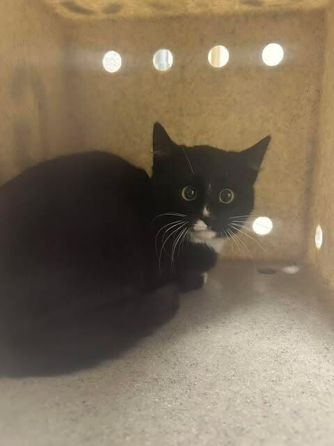 Picture of the Animal Listed