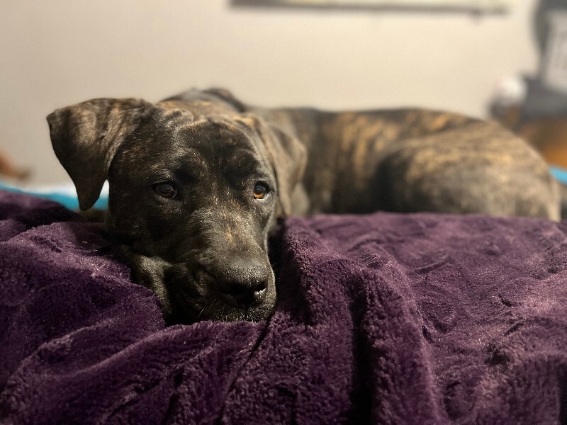 Picture of the Animal Listed