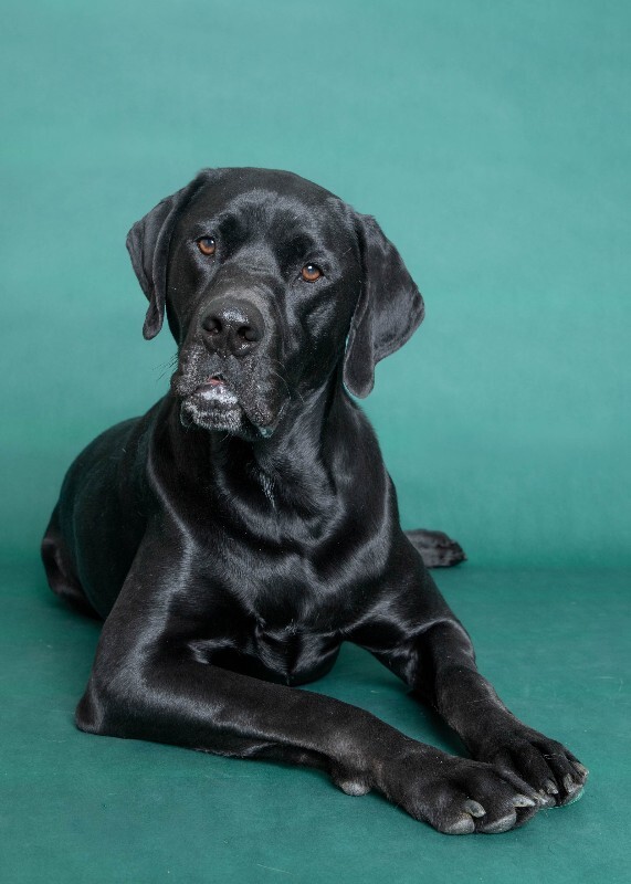 Picture of the Animal Listed