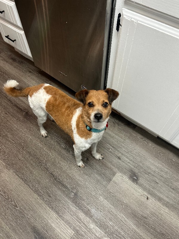 Picture of the Animal Listed