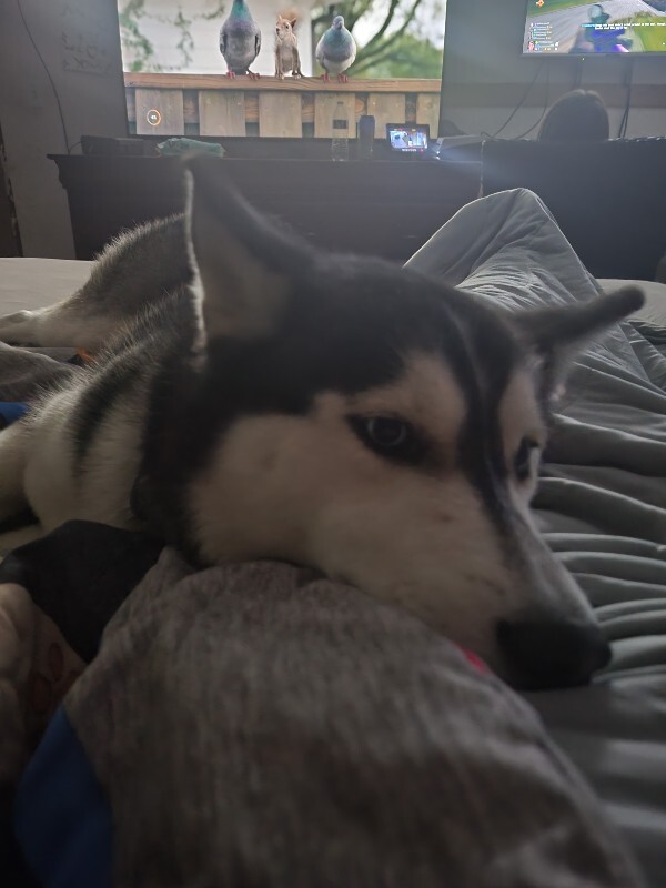 Picture of the Animal Listed