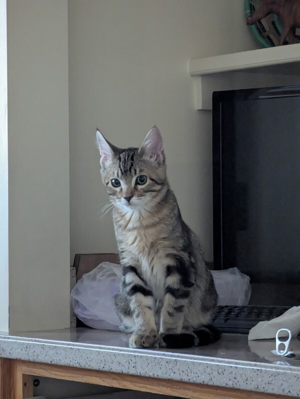 Picture of the Animal Listed