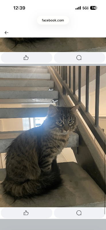 Picture of the Animal Listed