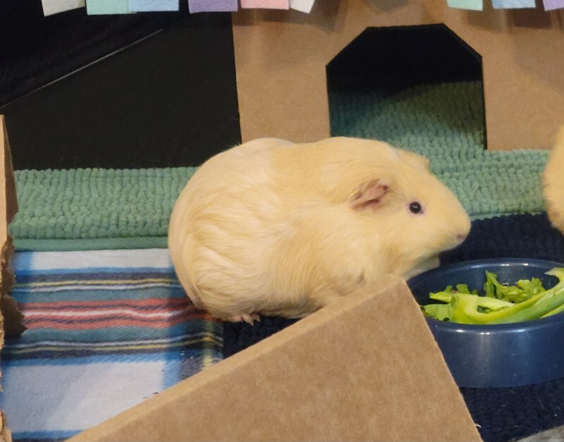 Picture of the Animal Listed